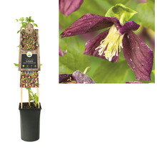 Clematis in pot met klimhulp