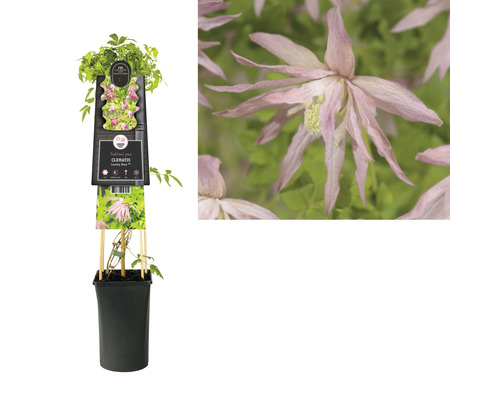 Clematis in pot met klimhulp
