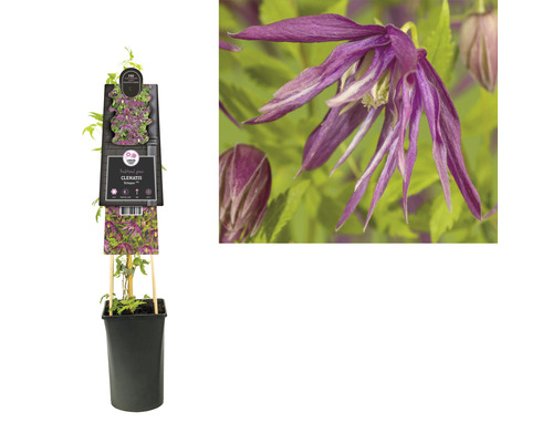 Clematis in pot met klimhulp