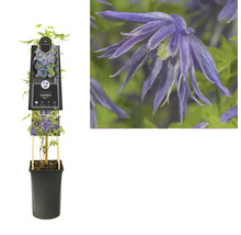 Clematis plant in pot met klimhulp