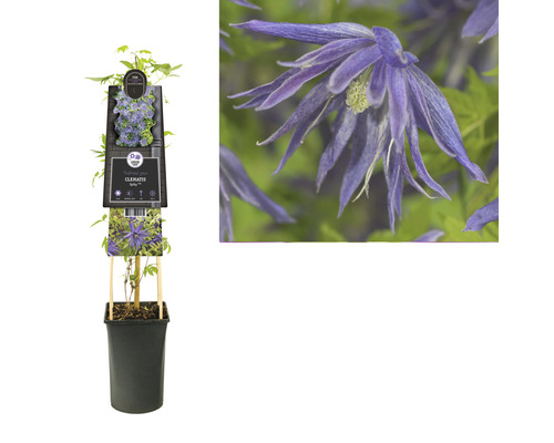Clematis plant in pot met klimhulp