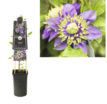 FLORASELF® Bosrank clematis 'florida taiga' potmaat Ø16 cm