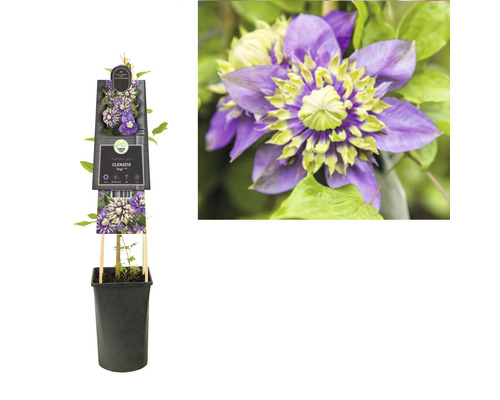 Clematis in pot met klimhulp en bloemafbeelding