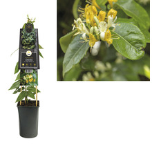 Kamperfoelie in pot met geel-witte bloemen