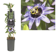 Passiebloem in pot met klimhulp en bloem