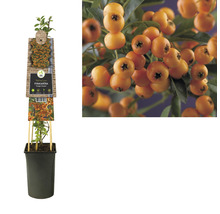 Vuurdoorn ''Orange Charmer'' in pot
