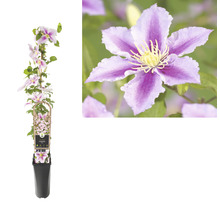 Clematis in pot met klimrek en bloem