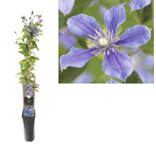 Clematis in pot, bloeiende klimplant