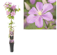 Clematisplant in pot met klimhulp en lila bloemen