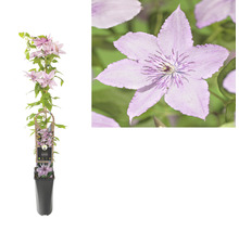 Clematis in pot met klimhulp en bloem