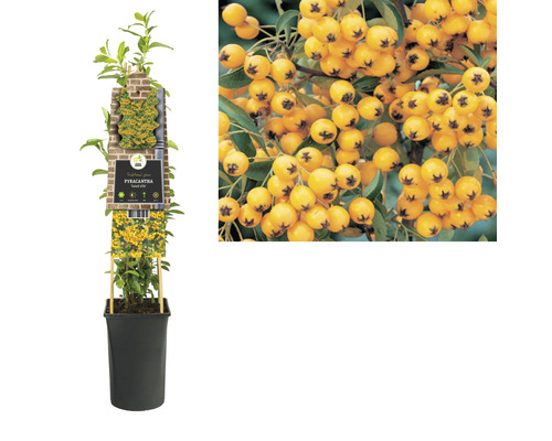 Vuurdoorn in een pot en close-up van de bessen