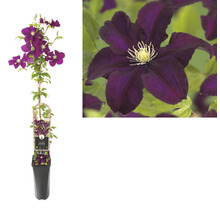 Clematis plant in pot met bloem