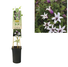 Clematis ''Princess Kate'' in pot met klimhulp