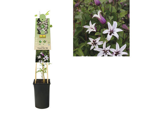 Clematis ''Princess Kate'' in pot met klimhulp