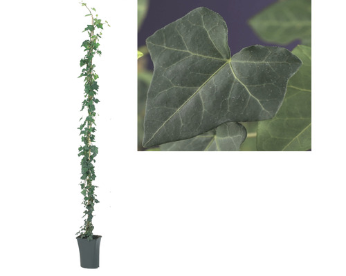 Klimop plant in pot met klimrek en detailopname van een klimopblad