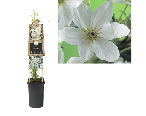 Clematis in pot met houten steun en witte bloemen