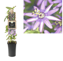 Passiebloem in pot met klimhulp