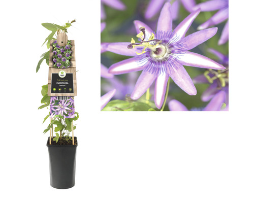 Passiebloem in pot met klimhulp