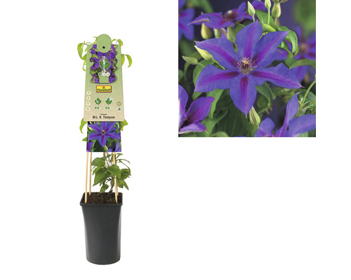 Clematis Mrs. N. Thompson plant in pot met klimhulp