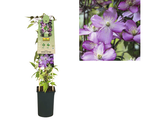 Clematis montana van Gogh in pot