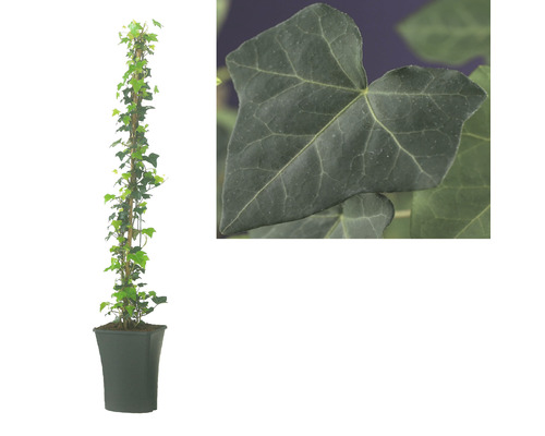 Klimop plant in pot met detailopname van een blad