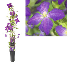 Clematis in een pot met klimhulp en een close-up van de bloem.