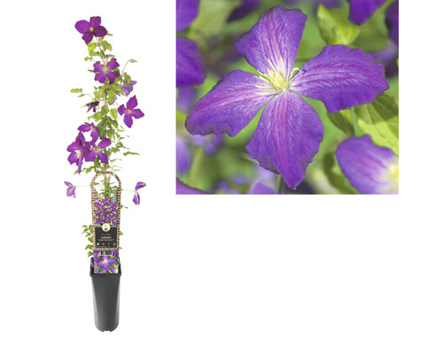 FLORASELF Bosrank Clematis-Cultivars 'So Many® Purple Flowers PBR' potmaat Ø 16,0 cm H 80-90 cm