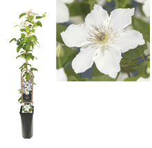 Clematis plant in pot met klimhulp