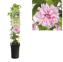 FLORASELF Klimplant clematis multi pink