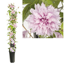 Klimplant Clematis in een pot met roze bloemen.