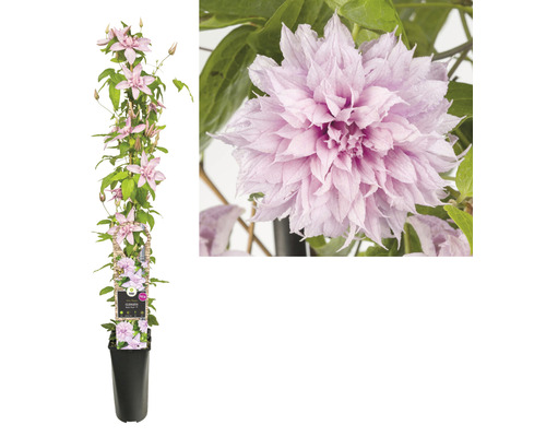 Klimplant Clematis in een pot met roze bloemen.