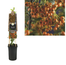 Vuurdoornplant in pot met oranje bessen