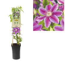 Clematis in een pot met klimhulp