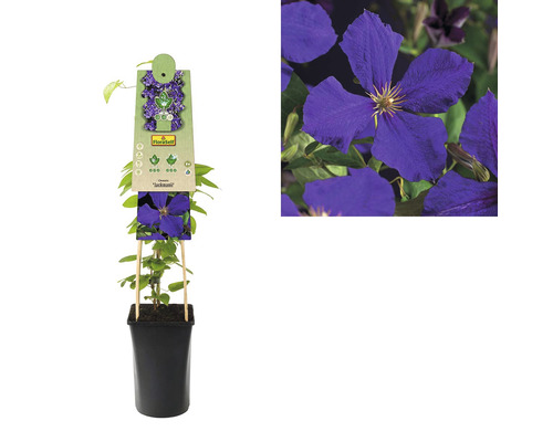 Clematis in pot, Jackmanii-variant, met klimhulp
