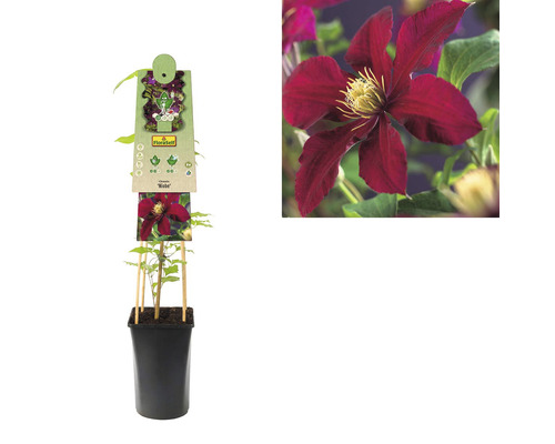 Clematis plant in pot met klimhulp en bloem als close-up