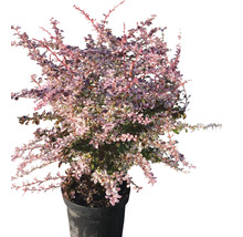 Berberis in pot