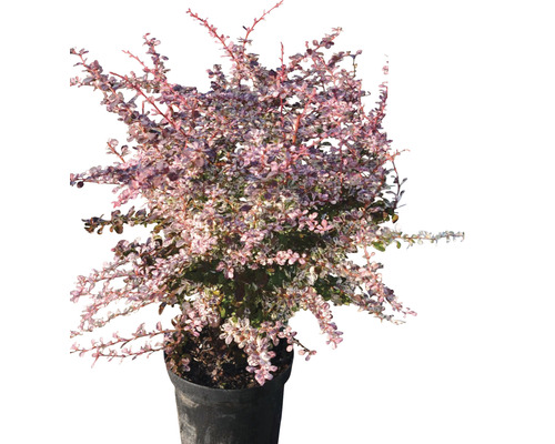 Berberis in pot