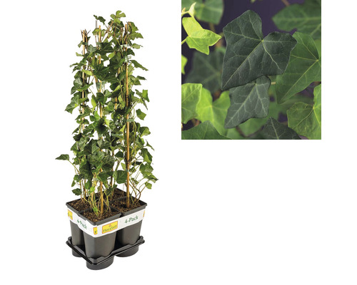 Klimop als 4-pack met klimhulp