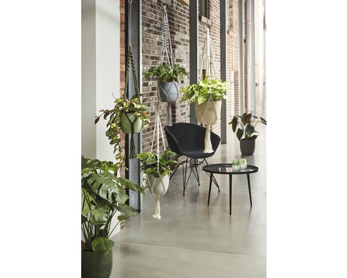 Interieur met hangende bloempotten in macraméhouders en diverse kamerplanten.