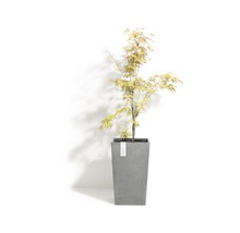 Japanse esdoorn in een grijze plantenbak