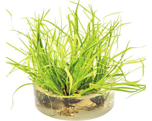 Dwerglisdodde plant in glazen schaal