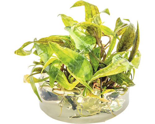 Aquariumplant in glazen pot
