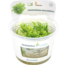 Pogostemon deccanensis in in-vitro cup voor een aquarium