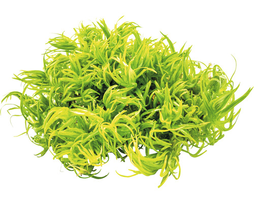 Krullend vijverlevermos voor aquaria