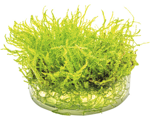 Aquariumplant in glazen schaal