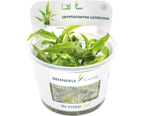 DENNERLE Waterkelk- Cryptocoryne Usteriana In-Vitro kopen! | HORNBACH