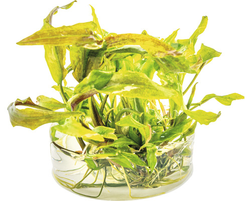 Aquariumplant in een glazen container