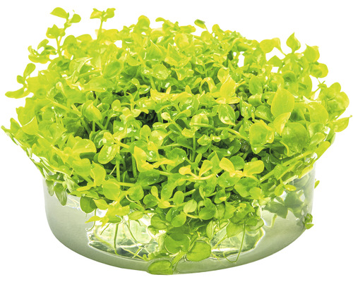 Bacopa monnieri plant in pot