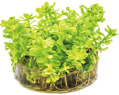 Waterplant in pot met wortels