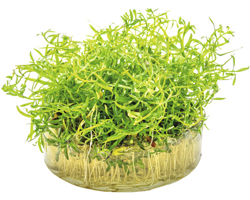 Waterplant in glazen schaal met wortels